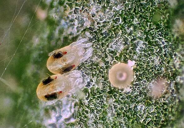 Larvy Tetranychus urticae pod lupou