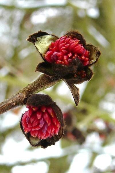 Parrotia persica