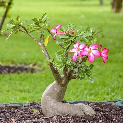 Adenium Obesum Semena Růže pouště mini Baobab sukulent Bonsai 5 SEMEN EAN (GTIN) 5907394344022
