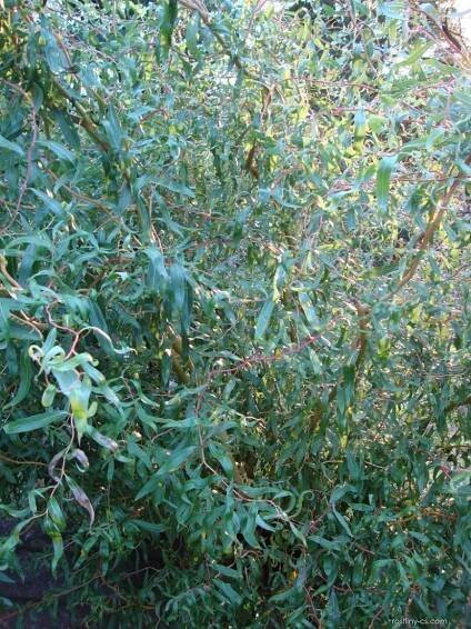 Vrba kroucená (Salix erythroflexuosa)