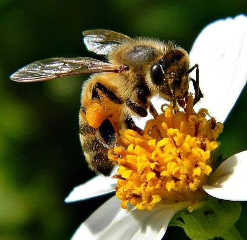 CATCH THE BUZZ - Bee Gut Bacteria Contribution to Digestion