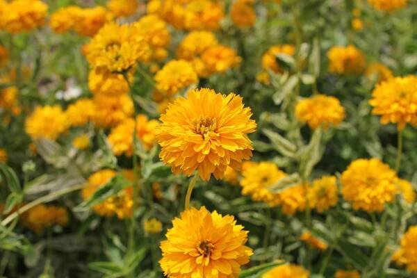 Janeba drsná 'Double Sunstruck'