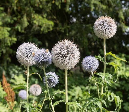 Bělotrn kulatohlavý 'Arctic Glow' - Echinops sphaerocephalus 'Arctic Glow'
