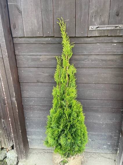 Thuje Smaragd 120-140 cm