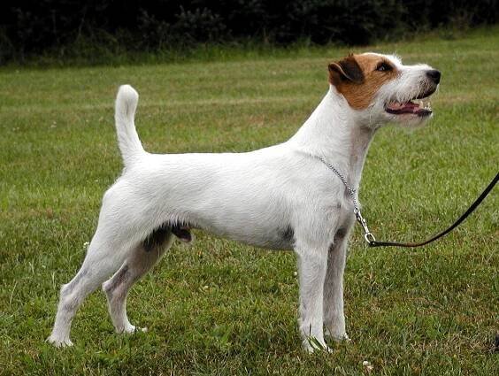 Little Eden Tango - Little Eden Jack Russell Terriers