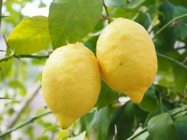 Jak na pěstování citronů doma