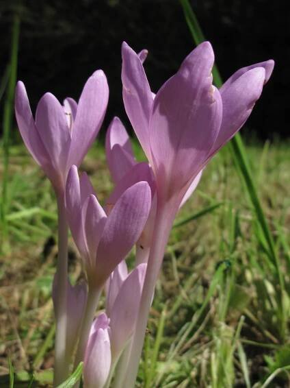 Obrázek - Colchicum autumnale (ocún jesenní) | BioLib.cz