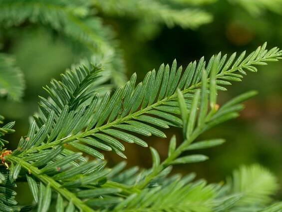 Sequoia sempervirens 'Illa Martin' | sekvoje stálezelená 'Illa Martin' - Van den Berk školky