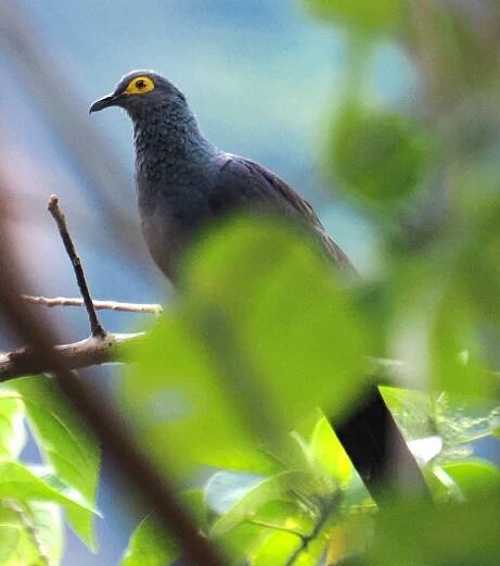 Black cuckoo-dove
