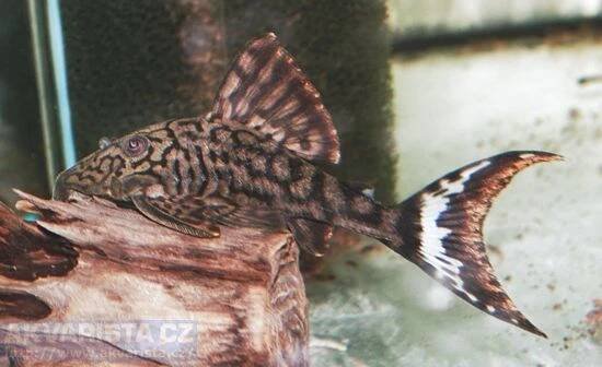 Importy akvarijních ryb - úvod - AKVARISTA.cz