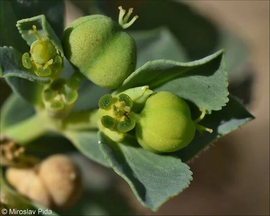 Euphorbia falcata – pryšec srpovitý • Pladias: Databáze české flóry a vegetace