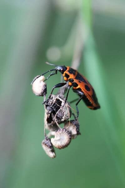 Bezplatný obrázek: Evropský ohnivec (Pyrrhocoris apterus), makro fotografie škůdce hmyzu na rostlině
