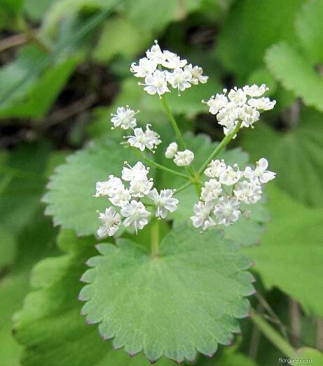 Bedrník cizí (Pimpinella peregrina)