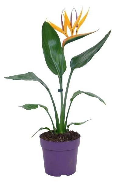 GROW by OBI Strelície královská s dekoračním květem průměr květináče cca 13 cm nakoupit u OBI