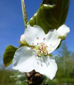 Hrušen písečná - větévka s květy (Pyrus pyrifolia)