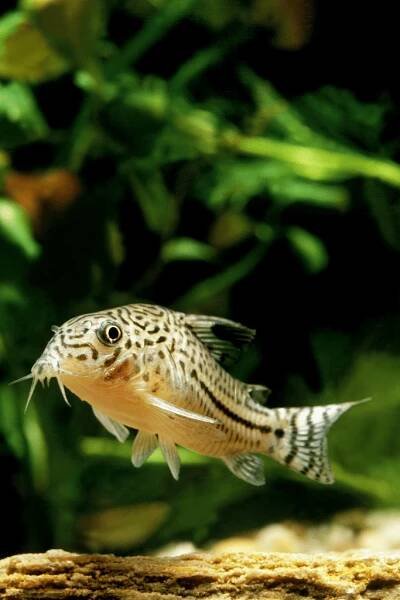 A Corydoras