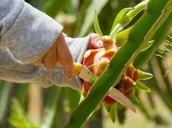 Pitahaya – vůně a chuť exotiky – Príma receptář.cz