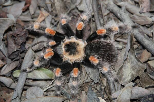 Species conservation profiles of tarantula spiders (Araneae, Theraphosidae) listed on CITES