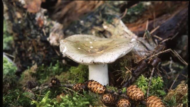 Holubinka trávozelená / Russula aeruginea