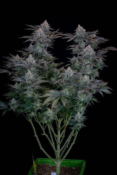 Gorilla Cookies FF