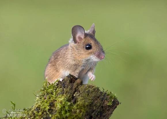 Apodemus sylvaticus - myšice křovinná