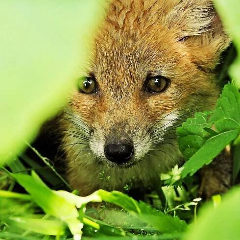 fox photo
