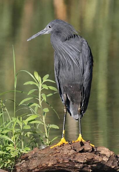 bezplatná Fotografie majestátní volavky černé (Egretta ardesiaca) v mokřadu s bujnou zelení. Základová fotografie