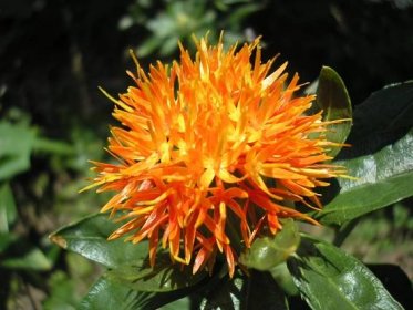 The Researchers Behind This Project - Safflower