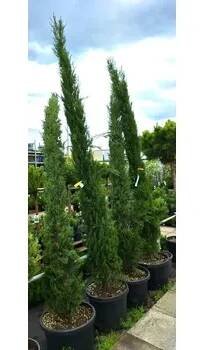Cupressus sempervirens 'Pyramidalis' 250-300 cm, kontejner (Cypřiš)