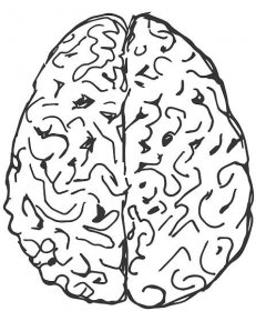Platí, že levá hemisféra je propojena s pravou částí těla – ovládá ho, naopak pravá hemisféra má na starosti část levou. Foto: Latulippe2000 / pixabay