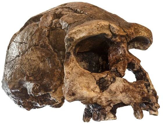 Homo erectus