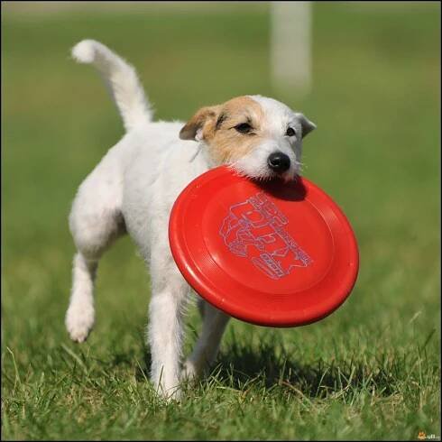 Ulli - Fotoalba - Mistrovství ČR v dogfrisbee - Nymburk 2011