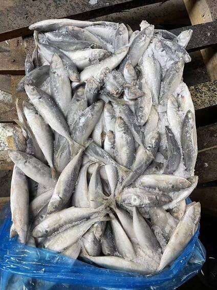 Frozen Horse Mackerel/ Trachurus Trachurus