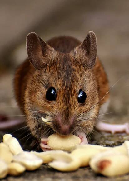 Rodenticides, Pesticides, and Herbicides
