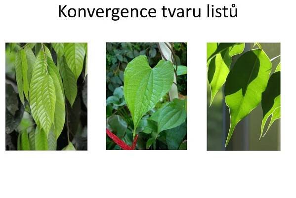 PPT - Ekologie rostlin PowerPoint Presentation, free download - ID:4997464