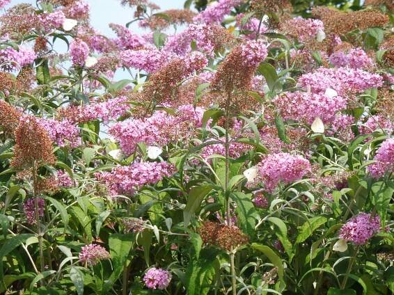 Buddleja davidii