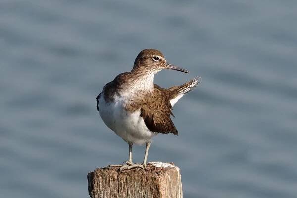 P7223690 Common Sandpiper