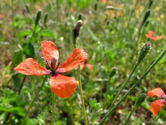 Mák polní (Papaver argemone)