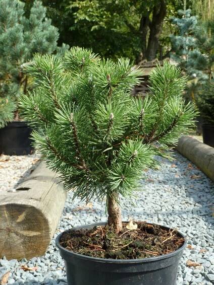 Pinus mugo ´Mops´ | BENED - zahradní architektura s.r.o.