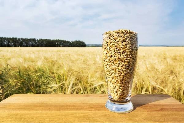 The British Harvest Legend of John Barleycorn