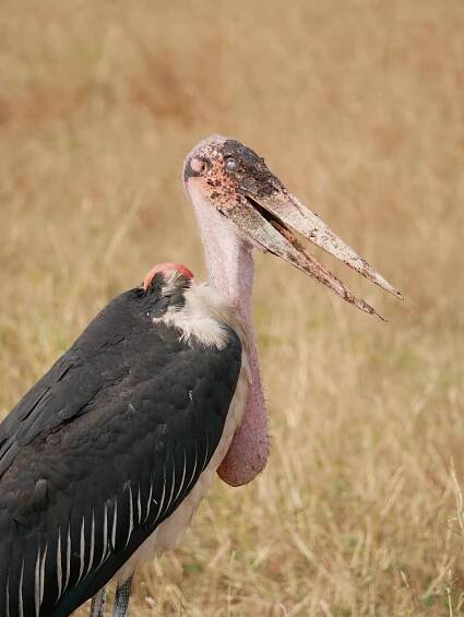 Masai Mara National Park