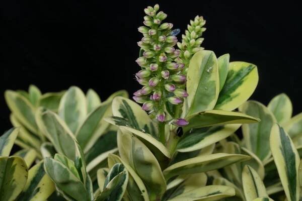 Hebe andersonii Classica