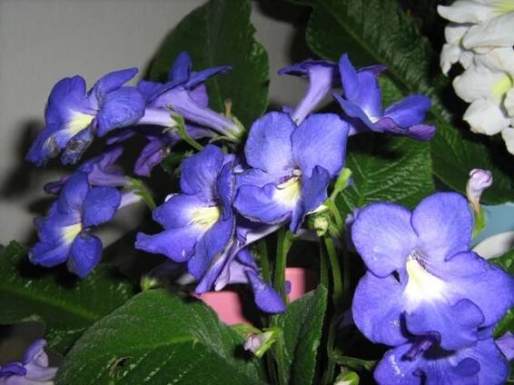 gesneriaceae, podpětovité, saintpaulia, STREPTOCARPUS | pěstování a množení