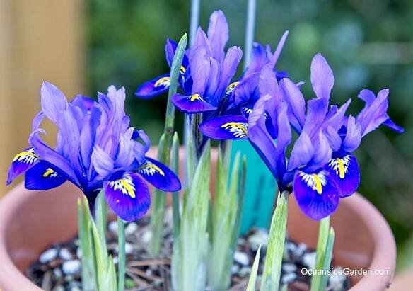 Iris reticulata 'Harmony' - Oceanside Garden