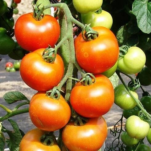 Rajče Orkado F1 - Solanum lycopersicum - semena - 30 ks