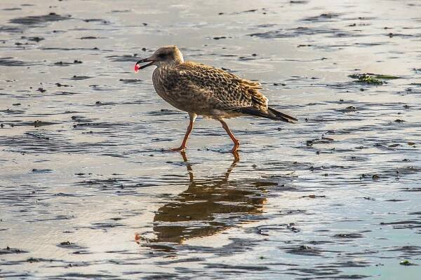 pták, zvíře, ornitologie, volně žijící zvířata, voda, sandpiper, bahňák, venkovní