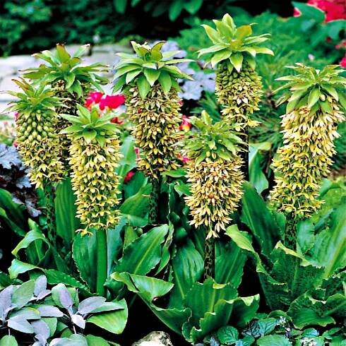 Eucomis Bicolor Eukomis Dvoubarevný 1 ks Cibule Cibulky květinové