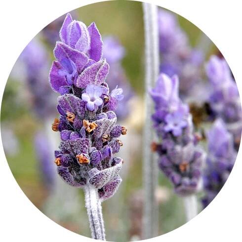 Lavender