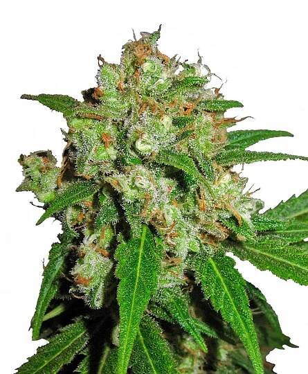 Sensi Skunk Sensi Seeds ☘️ semena konopí - GanjaFarmer