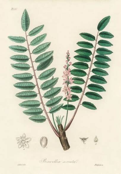boswellia serrata